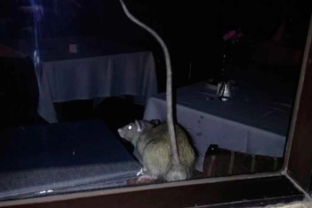 Rata en un establecimiento por la noche